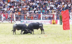 4 trâu ngoại vào chung kết Hội chọi trâu Đồ Sơn