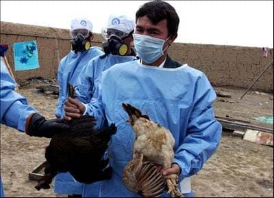 Gia Lai xuất hiện vi-rút H5N1 ở gia cầm