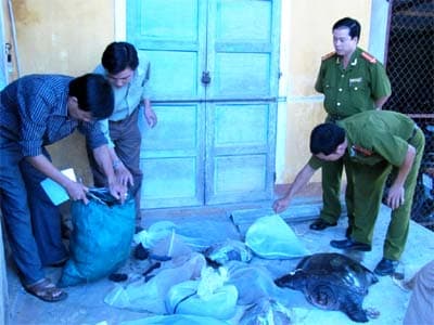 Bắt vụ vận chuyển 150kg động vật quý hiếm