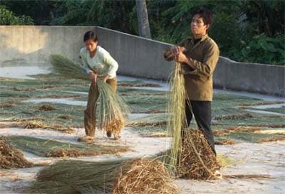 Nga Sơn rộn ràng mùa cói mới