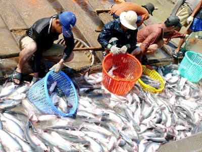 Xuất khẩu cá tra- chưa có giải pháp quản lý giá hiệu quả