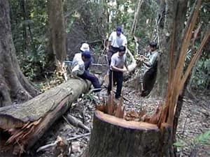 Thủ tướng Chính phủ yêu cầu kiểm tra thông tin về tình trạng phá rừng ở Đắc Lắc