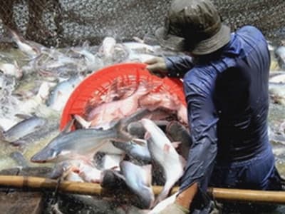 Cá tra vẫn còn trong danh sách đỏ tại Thụy Điển