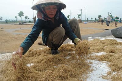 Xót lòng hạt lúa Hòa Vang