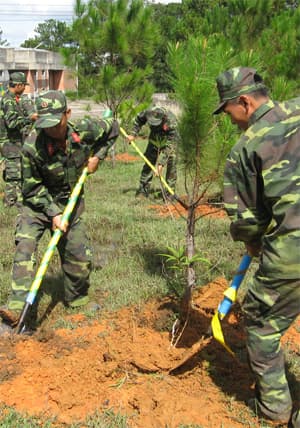 Lâm Đồng: Trồng mới hơn 3,2 triệu cây rừng, cây phân tán