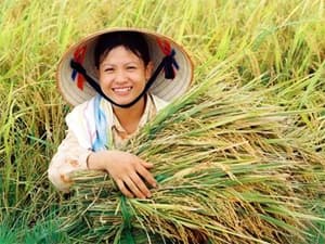 Sản xuất lúa bội thu tại các tỉnh phía Bắc