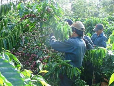 Trên 100.000ha cà phê già cỗi