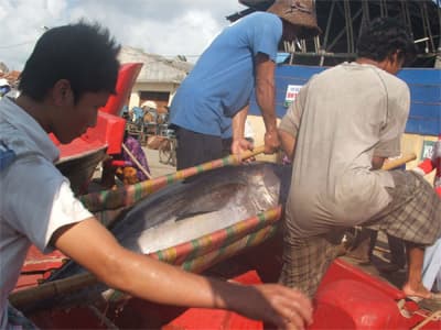 Hơn 1.500 ngư dân sẽ đón giao thừa trên biển