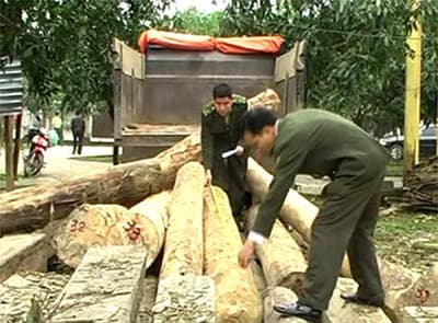 Kiểm lâm Vũ Quang bắt 2 xe tải chở gỗ lậu