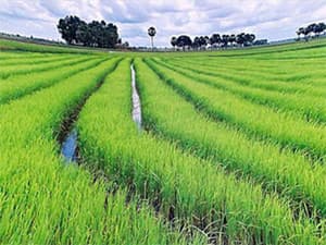 Đồng ruộng Hưng Yên sôi động vào xuân