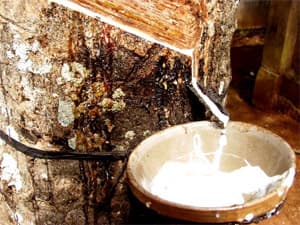 Thu hồi hơn 3 tấn mủ cao su bị trộm cắp