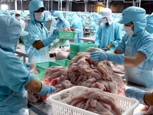 Mỹ giảm thuế chống bán phá giá cá tra Việt Nam