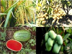 7 nhà nông học Việt Nam được trao huy chương của Ô-xtrây-li-a