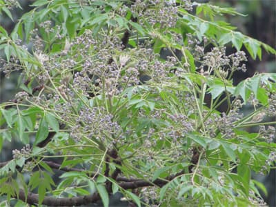 Hương hoa xoan