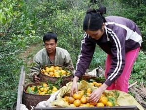 Điển hình về phát triển