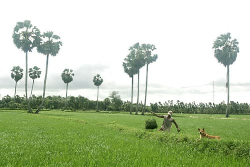 Ngọt thơm thốt nốt An Giang