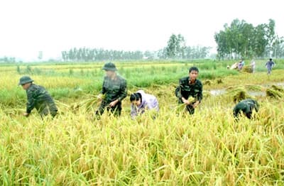 Khôi phục sản xuất sau mưa bão