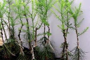 Đắk Lắk: Thành lập Ban quản lý Khu bảo tồn cây thủy tùng