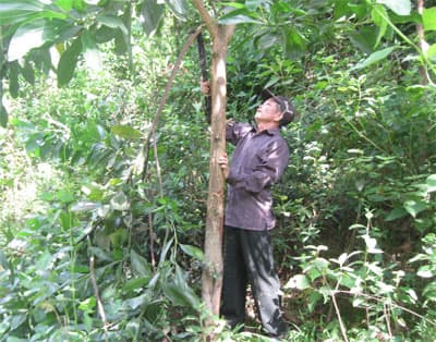 Ông Sạch giờ đã giàu