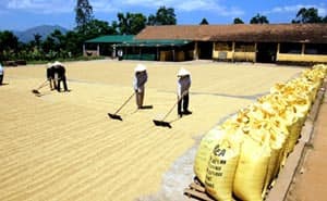 Mô hình tổ hợp tác nông dân tăng bình quân 13,1% mỗi năm