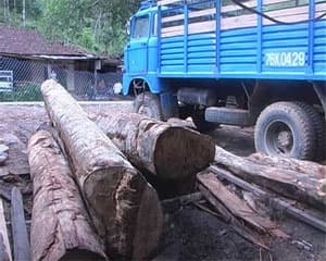 Phú Yên: Bắt giữ vụ vận chuyển gỗ lậu có tổ chức
