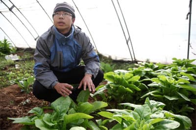 Thuê đất trồng rau, trào lưu mới của thị dân Bắc Kinh