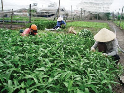 Buôn bán thuốc bảo vệ thực vật giả ngày càng nghiêm trọng