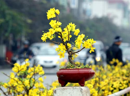 Mai vàng khoe sắc chốn Hà Thành