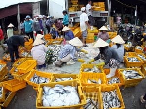 Khai thác, nuôi trồng thủy sản tháng đầu tăng nhẹ
