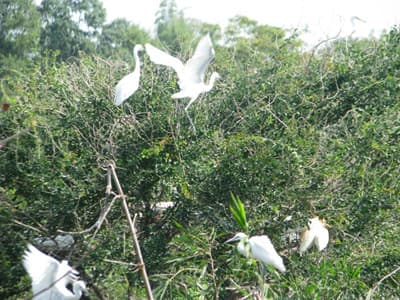 Phải nhanh chóng bảo vệ vườn cò Bằng Lăng