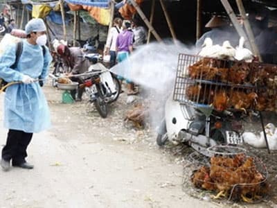 Tập trung ngăn chặn gia cầm nhập lậu dịp cuối năm