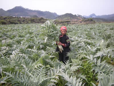 Hướng đi mới giúp cái thiện đời sống bà con dân tộc tại Bắc Hà