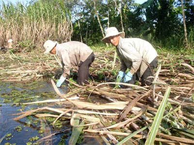 Nông dân trồng mía khốn đốn vì lũ và triều cường