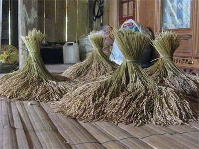 Ngọt bùi “cốm Tày” Bảo Yên