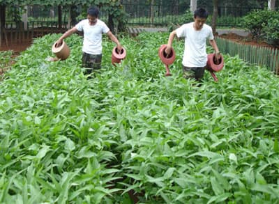 Phát huy hiệu quả các mô hình TGSX tập trung, chuyên canh