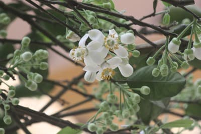 Nồng ấm tháng Ba