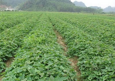 Phúc Trạch thoát nghèo nhờ khoai lang Nhật Bản