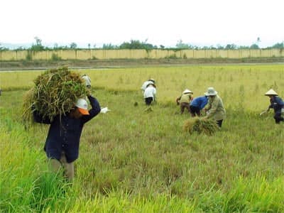 Rút ngắn thời gian thực hiện thủ tục giao đất nông nghiệp