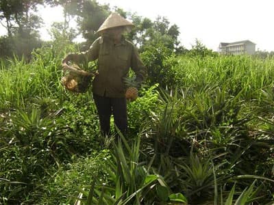 Làm giàu từ nghề trồng dứa…