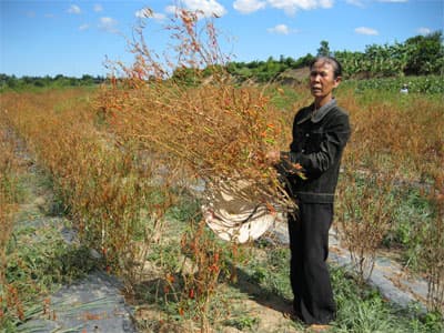 Bao giờ đền bù thiệt hại cho dân?