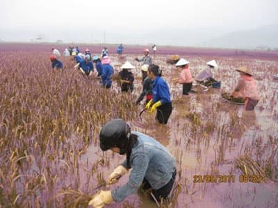 Bão số 5 có thể vào Bắc Bộ