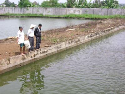 “Vua” thủy sản trên Cao nguyên Đăk Lăk