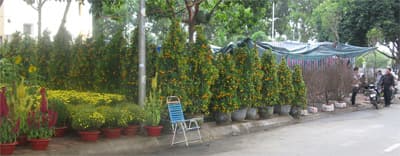 Sắc xuân phố núi “Ban Mê”
