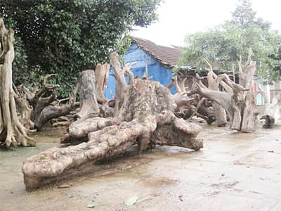 Thiếu biện pháp kiên quyết ngăn chặn và xử lý