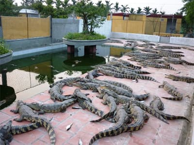 Nuôi cá sấu