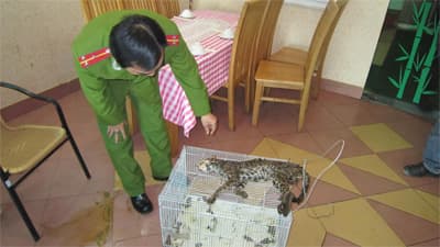 Bắt quả tang nhà hàng giết mèo rừng để… đãi khách