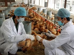 Dịch cúm gia cầm ở Việt Nam có dấu hiệu chững lại