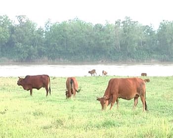 Hội thi chọn giống bò lai Zê-bu – một cách tìm con giống tốt