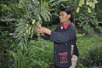 Xóa đói giảm nghèo  bằng cây thuốc nam