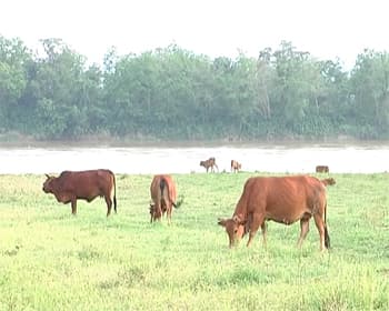 Hội thi chọn giống bò lai Zê-bu – một cách tìm con giống tốt